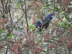 Eudynamys orientalis