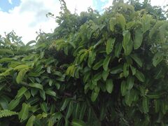Passiflora laurifolia