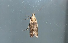 Anisoplaca acrodactyla