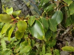 Metrosideros macropus