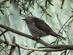 Chrysococcyx lucidus