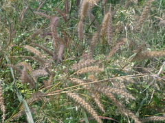 Cenchrus pedicellatus