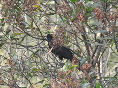 Eudynamys orientalis