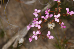 Stylidium leptophyllum