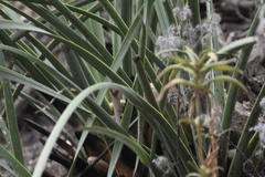 Hesperoyucca