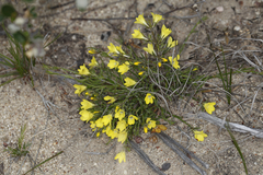 Orianthera flaviflora