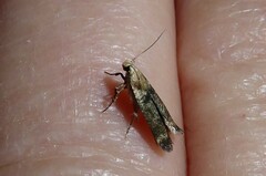 Anisoplaca acrodactyla