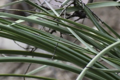 Hesperoyucca