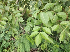 Commiphora caudata