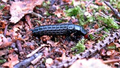 Carabus purpurascens