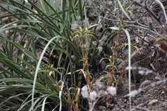 Hesperoyucca