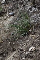Hesperoyucca