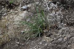 Hesperoyucca
