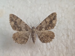 Peribatodes secundaria