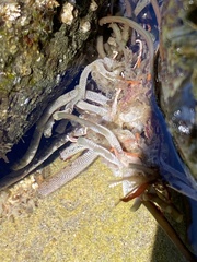 Jellyella tuberculata