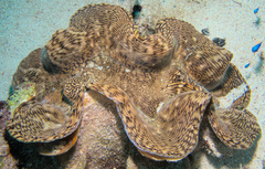 Tridacna squamosa