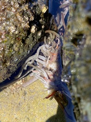Jellyella tuberculata
