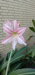 Hippeastrum reticulatum