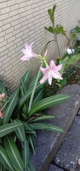 Hippeastrum reticulatum