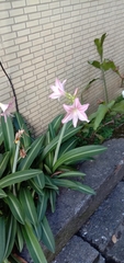 Hippeastrum reticulatum