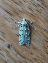 Izatha peroneanella