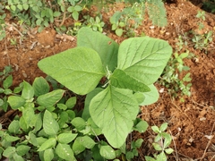 Acalypha indica