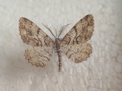 Peribatodes secundaria