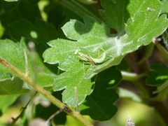 Pseudomantis albofimbriata