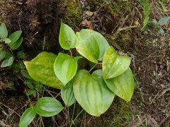 Smilax melastomifolia