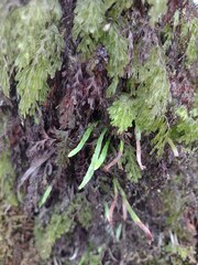 Hymenophyllum lanceolatum