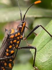 Leptoglossus gonagra