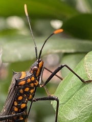 Leptoglossus gonagra