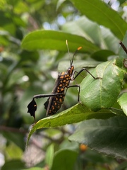 Leptoglossus gonagra