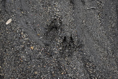 Odocoileus hemionus californicus