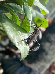 Leptoglossus gonagra