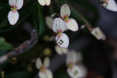 Stylidium rhynchocarpum