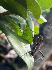 Leptoglossus gonagra