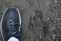Odocoileus hemionus californicus