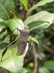 Leptoglossus gonagra