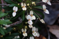 Stylidium rhynchocarpum