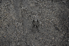 Odocoileus hemionus californicus