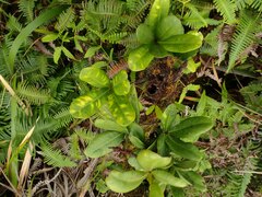 Melicope clusiifolia