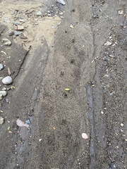 Odocoileus hemionus californicus