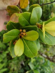 Syzygium sandwicense