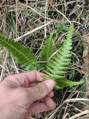 Blechnum appendiculatum