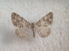 Peribatodes secundaria