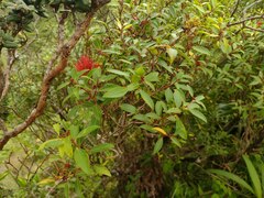 Metrosideros tremuloides