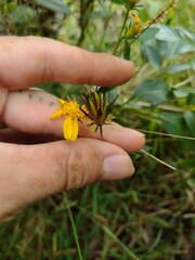 Bidens sandvicensis sandvicensis