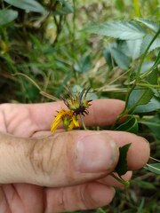 Bidens sandvicensis sandvicensis