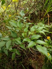 Bidens sandvicensis sandvicensis